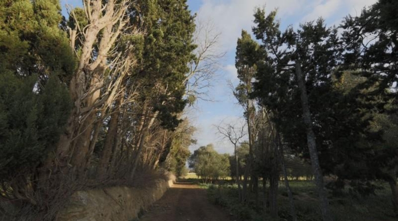 Islas Baleares - Llucmajor - 230000m2