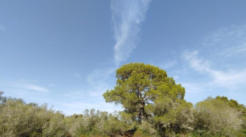 Balearic Islands - Lluchmayor - 229000m2