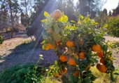 Finca rústica en venta en la España, Lorca, ref: TR301178 foto