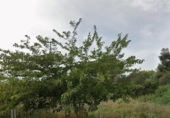 Suelo urbano en venta en la España, Alcúdia, ref: TR291025 foto