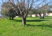 Chalet independiente con terreno en venta en la España, Palomares del Río, ref: TR224599 foto