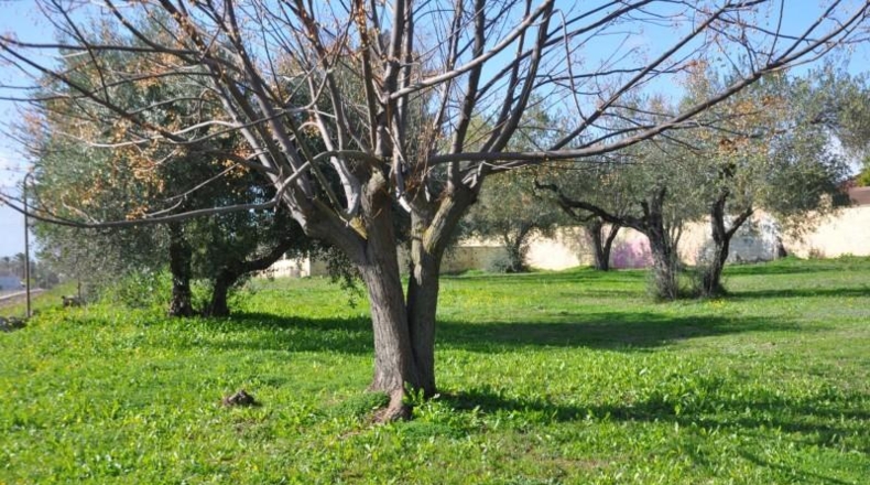 Sevilla - Palomares del Río - 6977m2