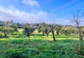 Chalet independiente con terreno en venta en la España, Campanet, ref: TR321048 foto