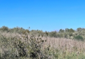 Chalet independiente con terreno en venta en la España, Petra, ref: TR144536 foto