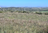 Chalet independiente con terreno en venta en la España, Petra, ref: TR144536 foto