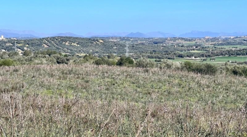 Islas Baleares - Petra - 252609m2