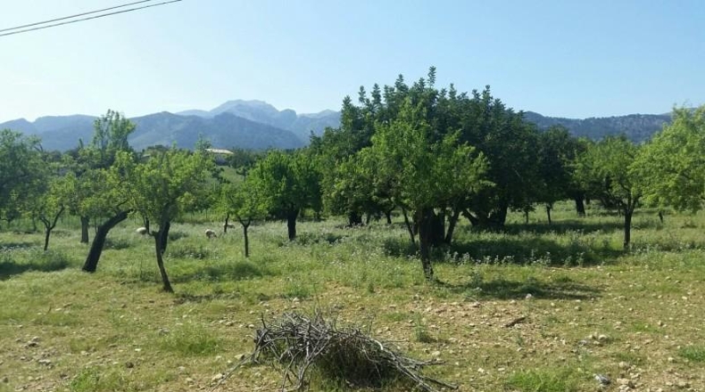 Islas Baleares - Campanet - 45000m2