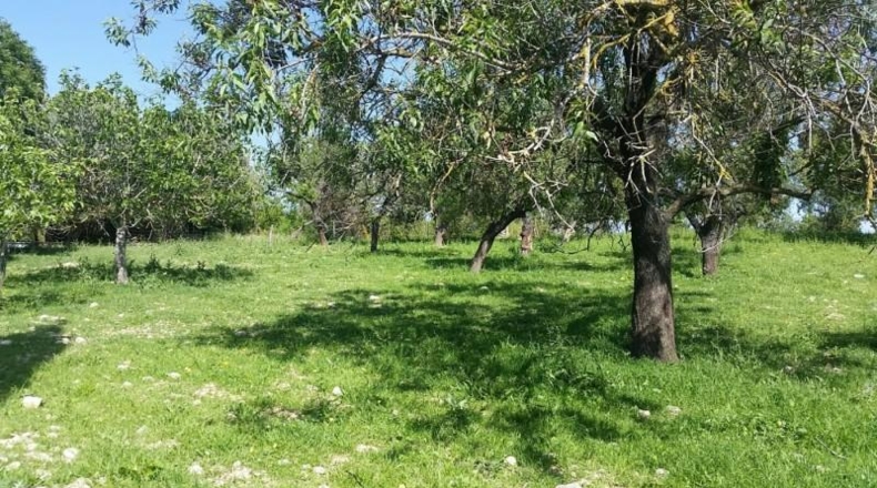 Islas Baleares - Campanet - 45000m2