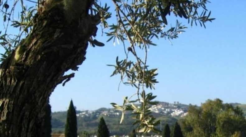 Málaga - Mijas - 840m2