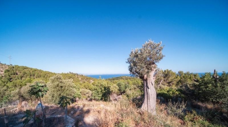Islas Baleares - Calvià - 900m2