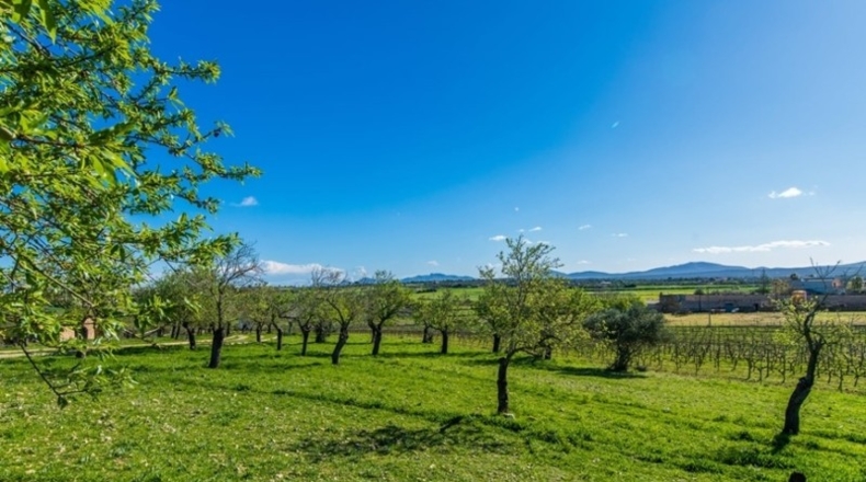 Islas Baleares - Son Bauló - 15000m2