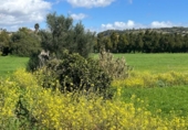 Chalet independiente con terreno en venta en la España, Manacor, ref: TR158736 foto