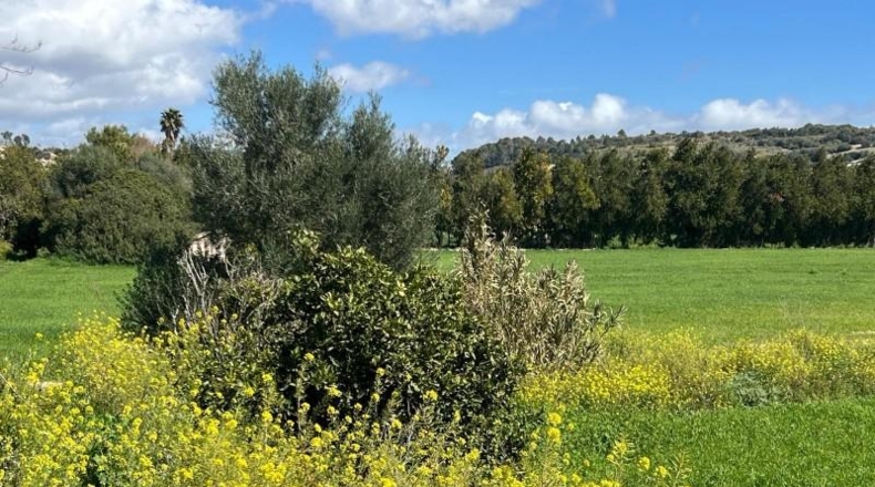 Islas Baleares - Manacor - 896m2