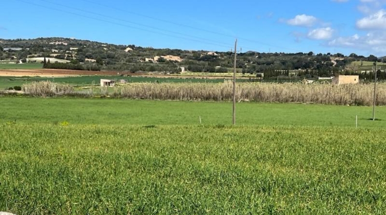 Islas Baleares - Manacor - 896m2