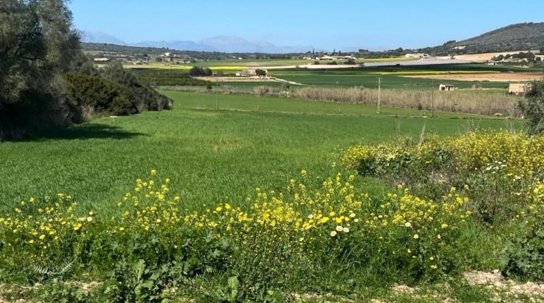 Islas Baleares - Manacor - 896m2