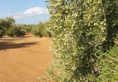 Terreno no urbanizable en venta en la España, Bailén, ref: TR113246 foto