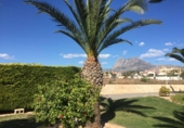 Chalet independiente con terreno en venta en la España, Villajoyosa, ref: TR134483 foto