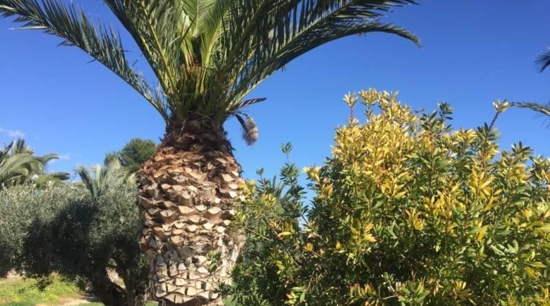 Alicante - Villajoyosa - 5500m2