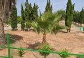 Casa de campo con terreno en venta en la España, Sagunto, ref: TR354593 foto