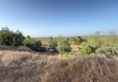 Chalet independiente con terreno en venta en la España, Almonte, ref: TR348213 foto