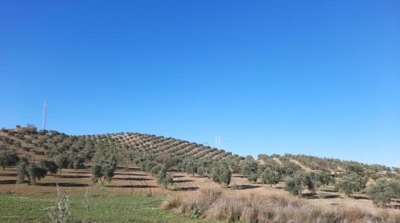 Córdoba - Lucena - 714000m2