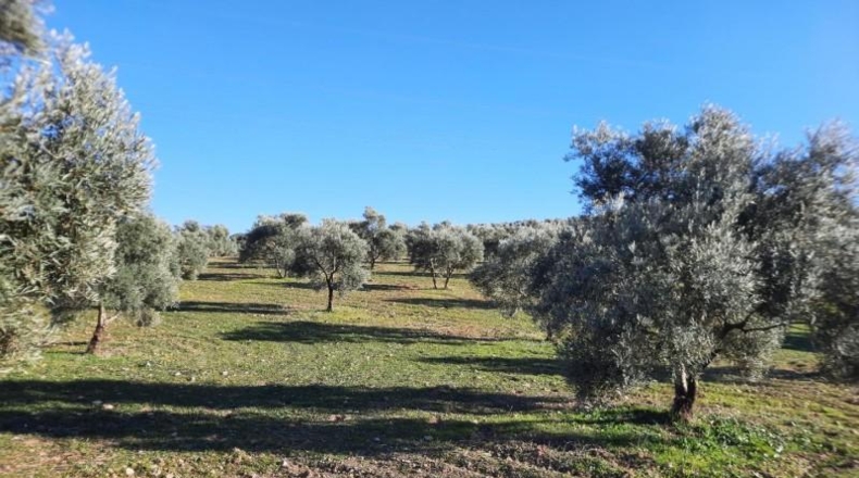 Córdoba - Lucena - 714000m2