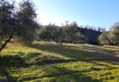 Terreno no urbanizable en venta en la España, Lucena, ref: TR194568 foto