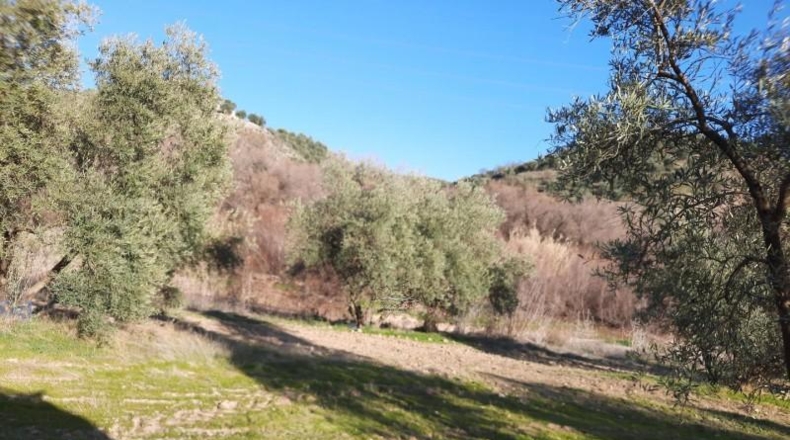 Córdoba - Lucena - 714000m2