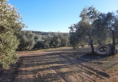 Terreno no urbanizable en venta en la España, Lucena, ref: TR194568 foto