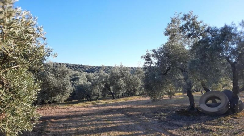 Córdoba - Lucena - 714000m2