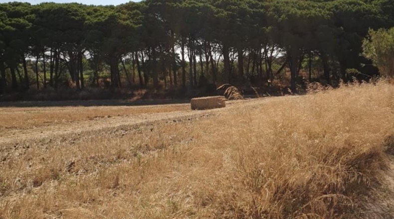 Cádiz - Chiclana de la Frontera - 200000m2