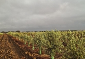 Casa de campo con terreno en venta en la España, Chiclana de la Frontera, ref: TR135483 foto