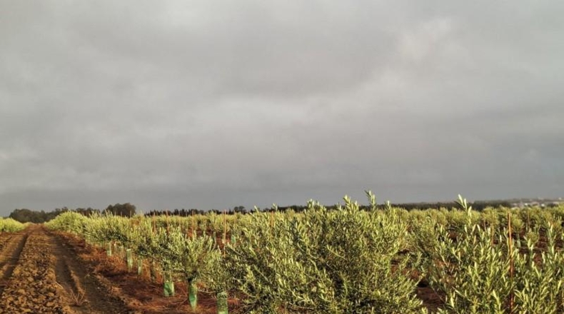 Cádiz - Chiclana de la Frontera - 200000m2