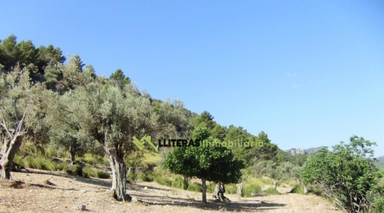 Islas Baleares - Bunyola - 174800m2