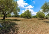 Detached villa with land for sale on España, Algaida, ref: TR399987 photo
