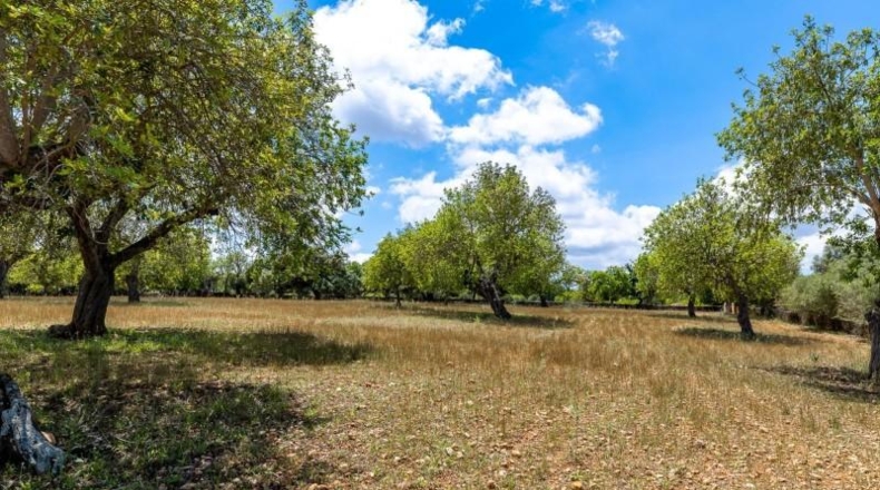 Valencia - Albaida - 121000m2