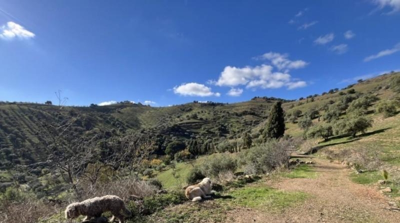 Малага - Almogía - 15000m2