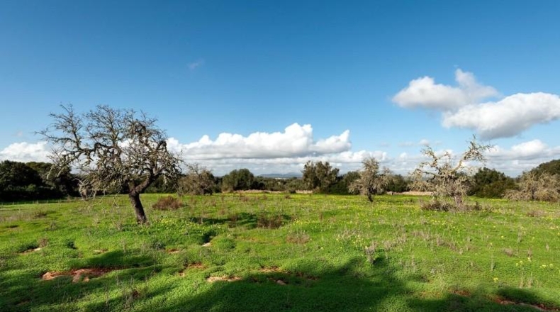 Islas Baleares - Campos - 64085m2