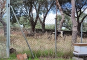 Xalet independent amb terreny en venda a la España, Galapagar, ref.: TR141572 foto