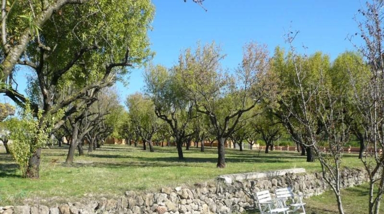 Alicante - Pedreguer - 10000m2