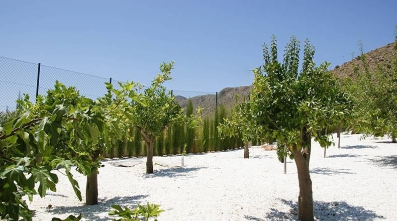 Alicante - el Fondó de les Neus - 10000m2