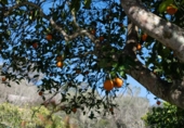 Country house with land for sale on España, Sineu, ref: TR384208 photo