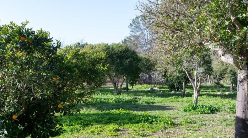 Balearic Islands - Sineu - 145000m2