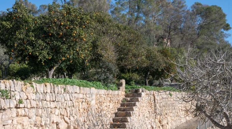 Balearic Islands - Sineu - 145000m2