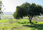 Country house with land for sale on España, Sineu, ref: TR384208 photo