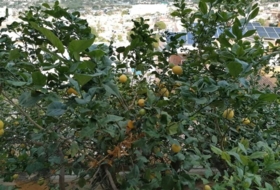 Foto 19
