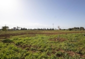 Chalet independiente con terreno en venta en la España, Campos, ref: TR192040 foto