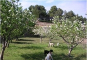 Country house with land for sale on España, Albinyana, ref: TR170588 photo