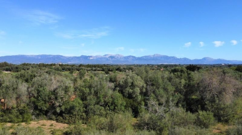 Islas Baleares - Sencelles - 14206m2