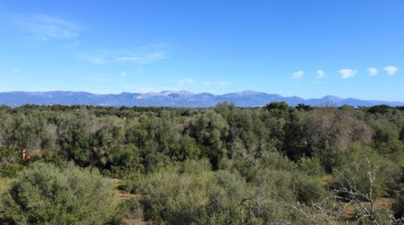 Islas Baleares - Sencelles - 14206m2